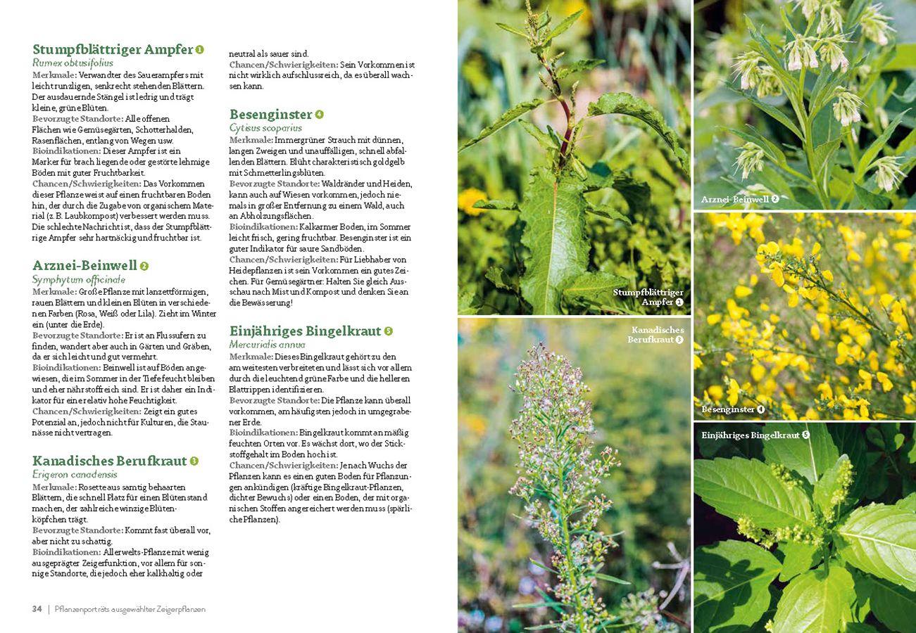 Beispielinhalt (Bild) Pflanzengeflüster