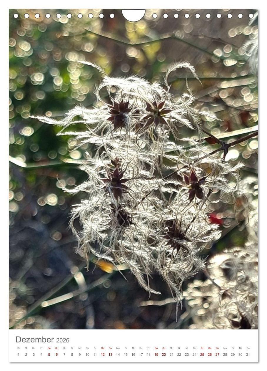 Beispielinhalt (Bild) Das Leuchten im Tag (Wandkalender 2026 DIN A4 hoch), CALVENDO Monatskalender