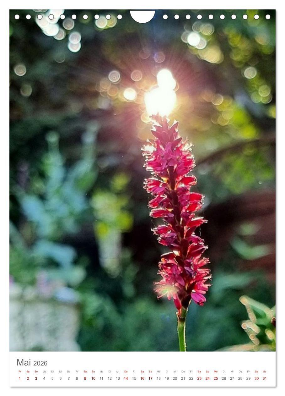 Beispielinhalt (Bild) Das Leuchten im Tag (Wandkalender 2026 DIN A4 hoch), CALVENDO Monatskalender