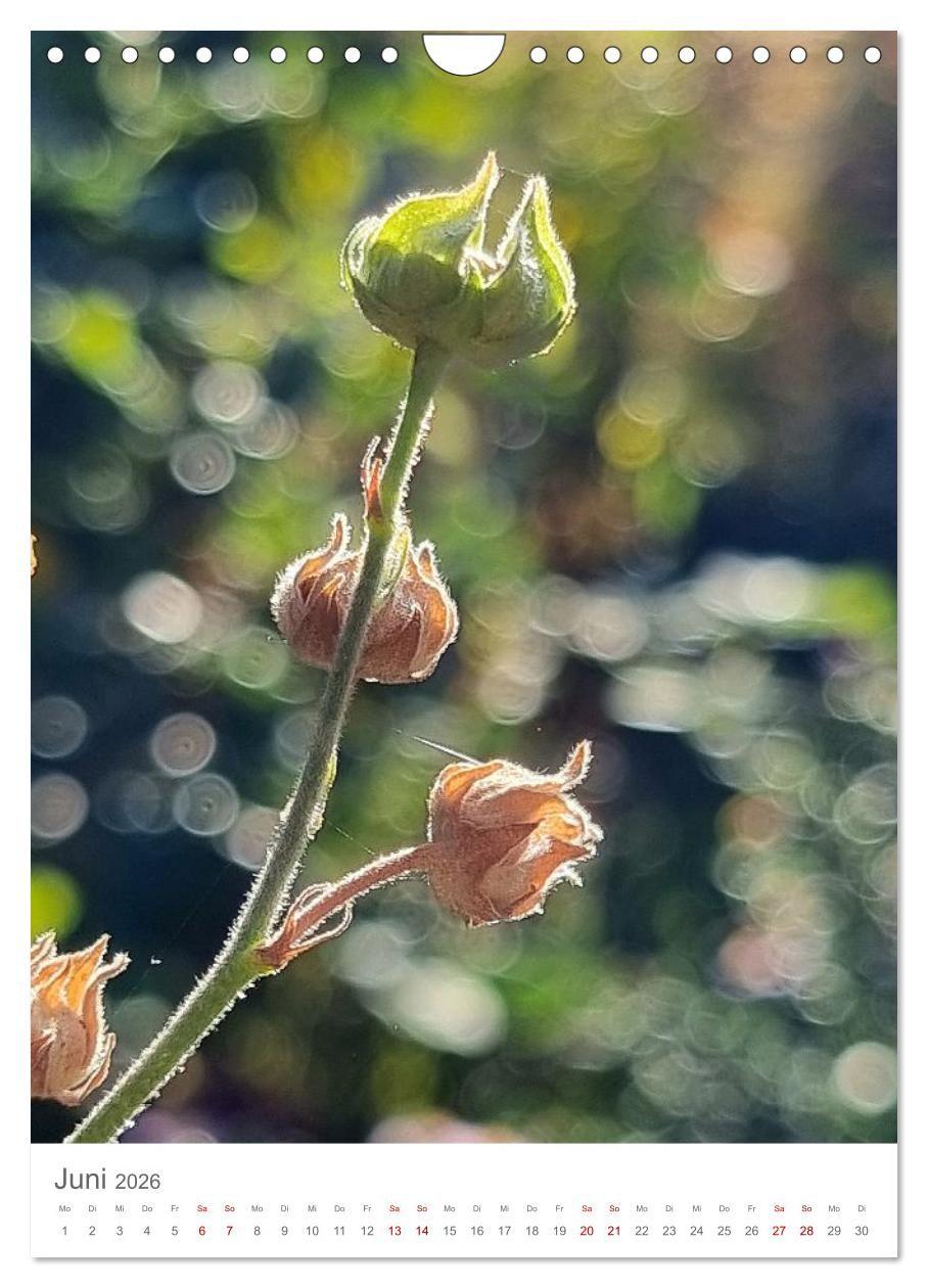 Beispielinhalt (Bild) Das Leuchten im Tag (Wandkalender 2026 DIN A4 hoch), CALVENDO Monatskalender