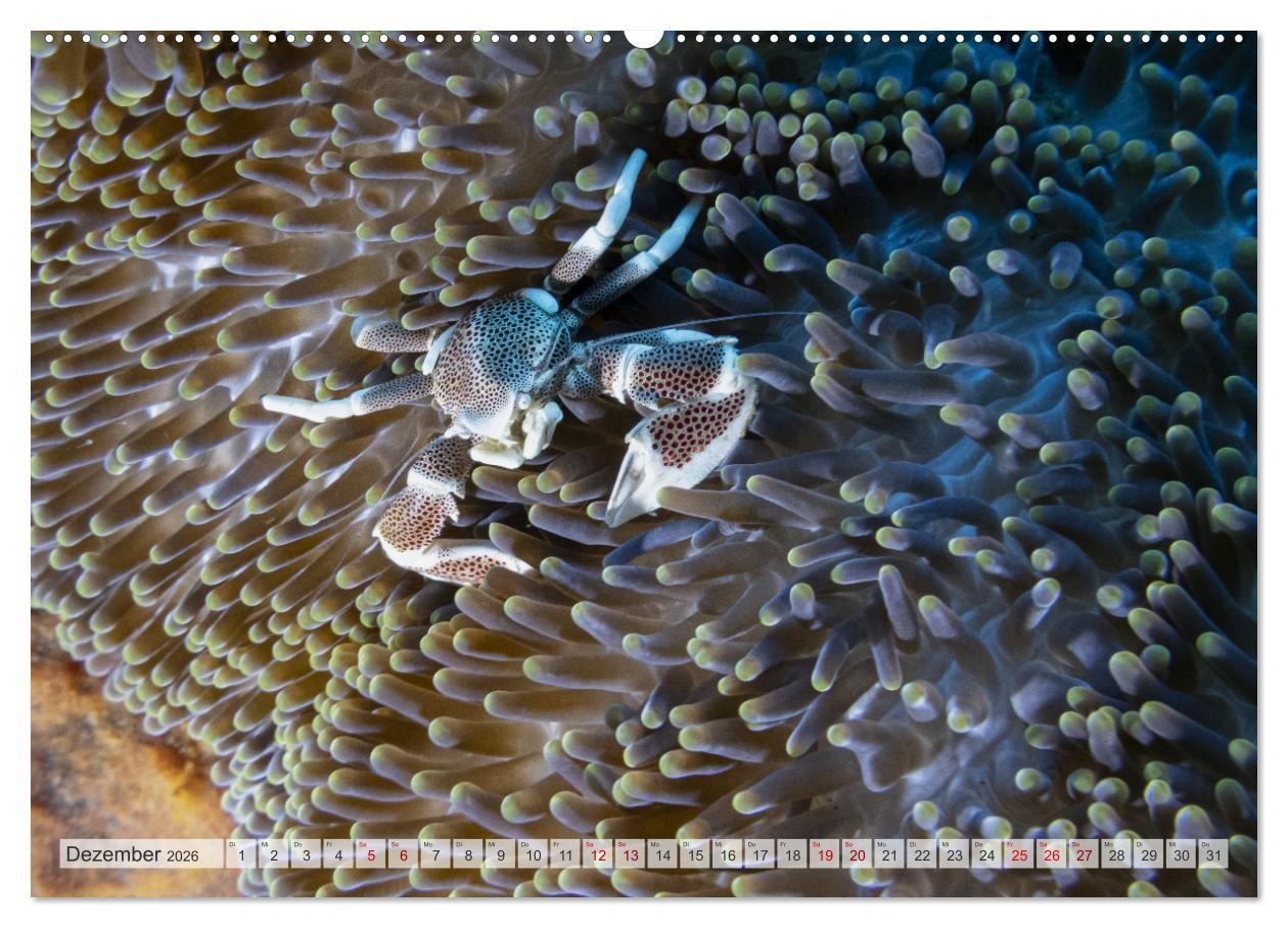 Beispielinhalt (Bild) Faszination blaue Unterwasserwelt (hochwertiger Premium Wandkalender 2026 DIN A2 quer), Kunstdruck in Hochglanz
