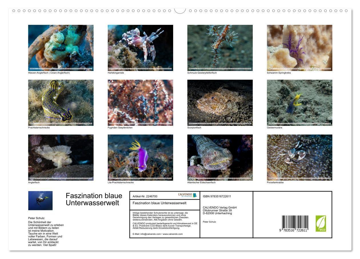Beispielinhalt (Bild) Faszination blaue Unterwasserwelt (hochwertiger Premium Wandkalender 2026 DIN A2 quer), Kunstdruck in Hochglanz