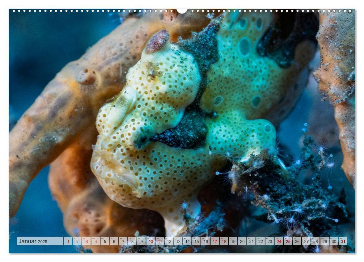 Beispielinhalt (Bild) Faszination blaue Unterwasserwelt (hochwertiger Premium Wandkalender 2026 DIN A2 quer), Kunstdruck in Hochglanz