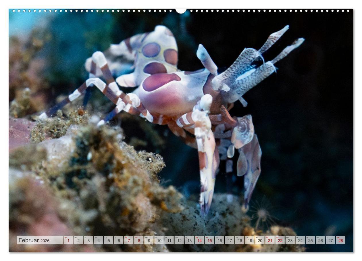 Beispielinhalt (Bild) Faszination blaue Unterwasserwelt (hochwertiger Premium Wandkalender 2026 DIN A2 quer), Kunstdruck in Hochglanz
