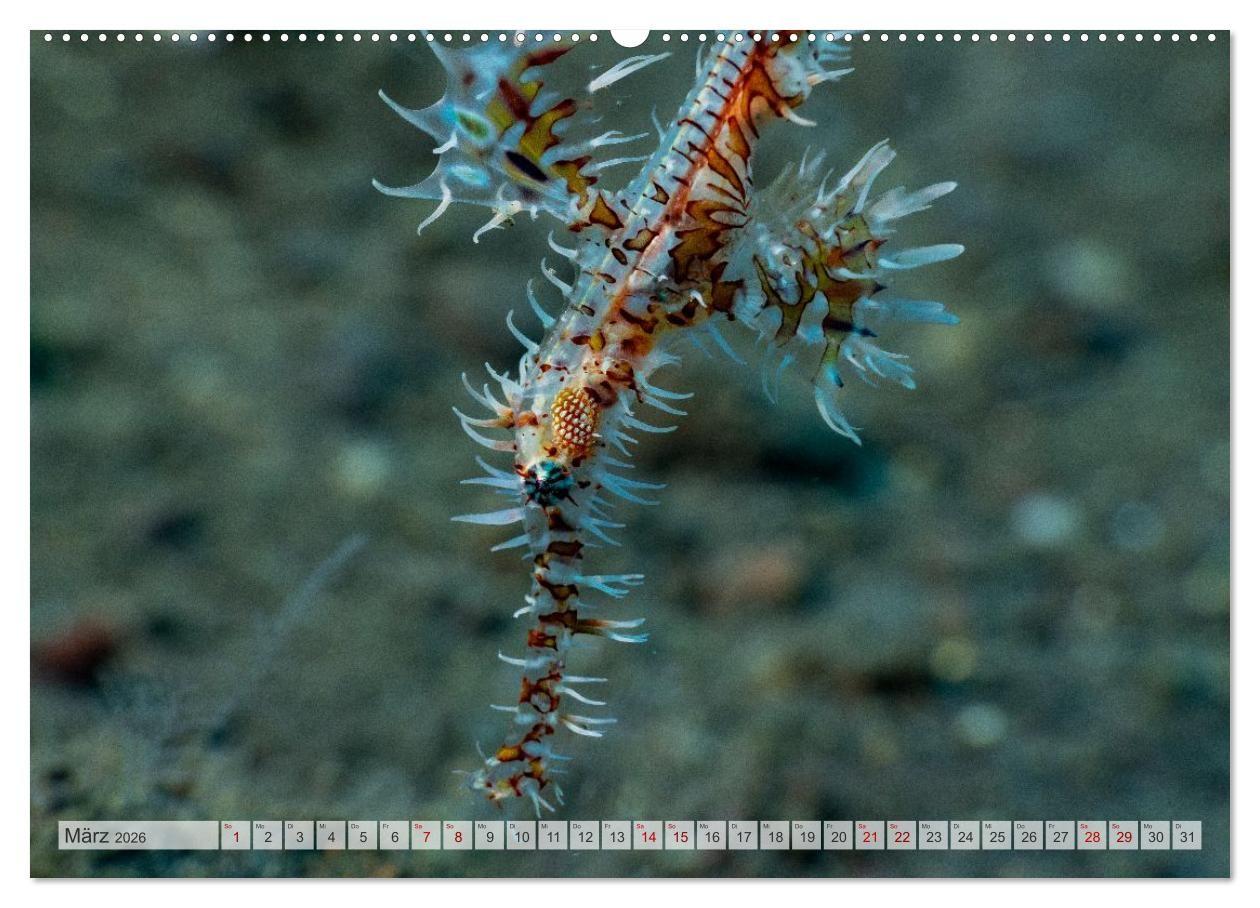 Beispielinhalt (Bild) Faszination blaue Unterwasserwelt (hochwertiger Premium Wandkalender 2026 DIN A2 quer), Kunstdruck in Hochglanz