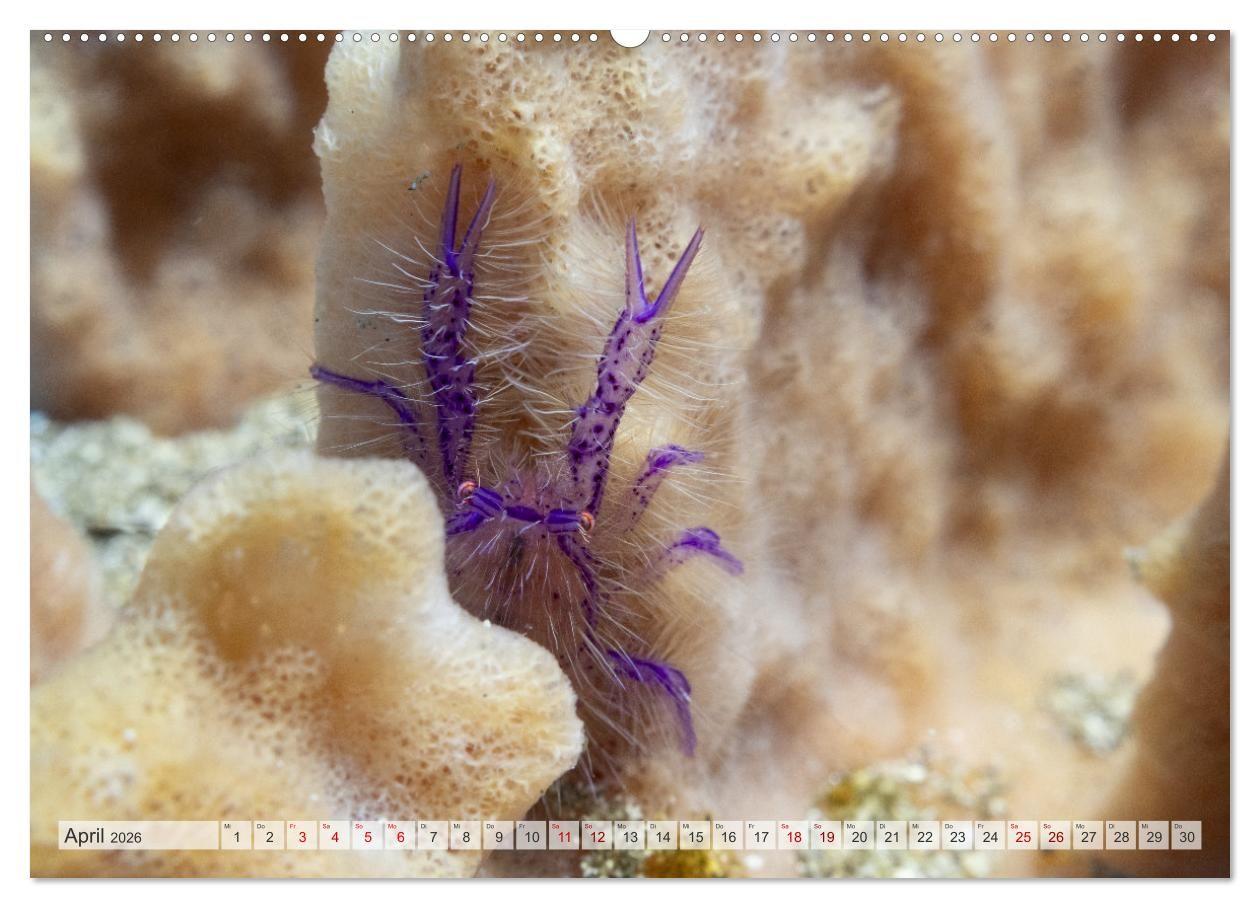 Beispielinhalt (Bild) Faszination blaue Unterwasserwelt (hochwertiger Premium Wandkalender 2026 DIN A2 quer), Kunstdruck in Hochglanz