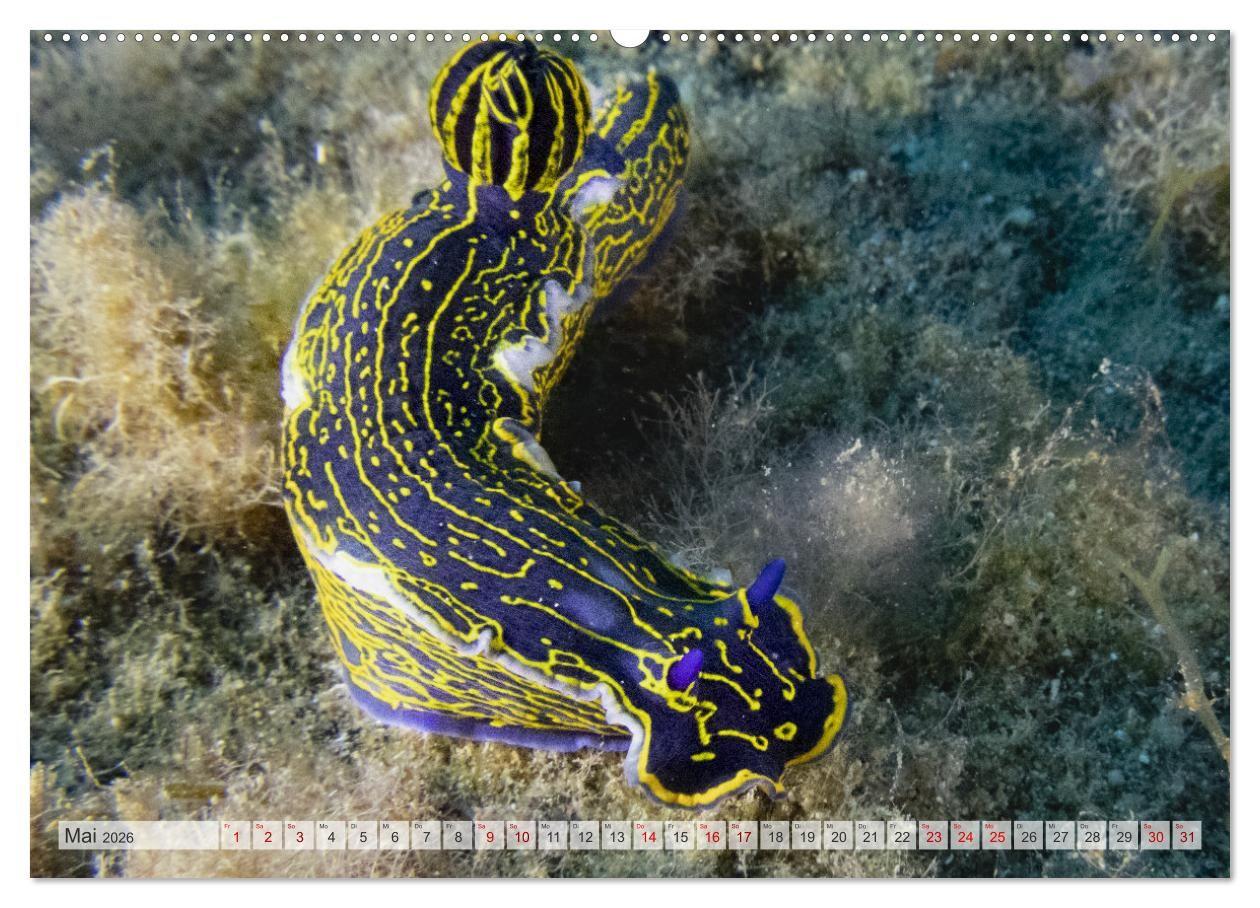 Beispielinhalt (Bild) Faszination blaue Unterwasserwelt (hochwertiger Premium Wandkalender 2026 DIN A2 quer), Kunstdruck in Hochglanz