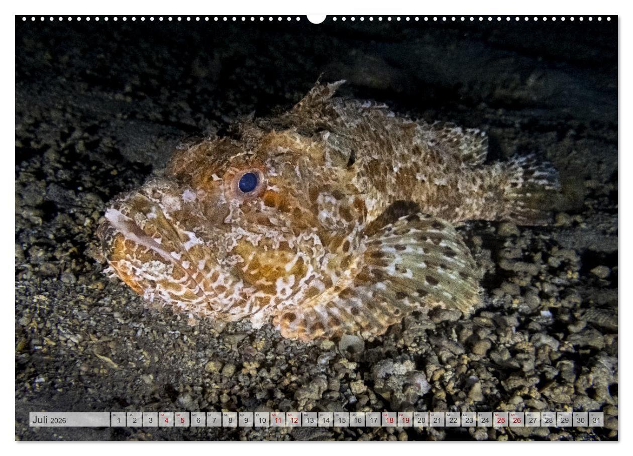 Beispielinhalt (Bild) Faszination blaue Unterwasserwelt (hochwertiger Premium Wandkalender 2026 DIN A2 quer), Kunstdruck in Hochglanz