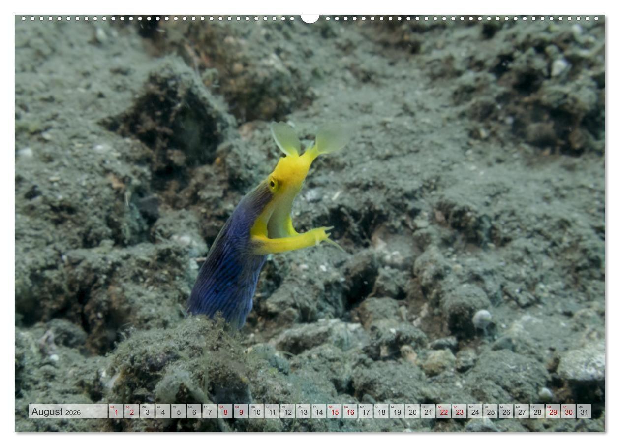 Beispielinhalt (Bild) Faszination blaue Unterwasserwelt (hochwertiger Premium Wandkalender 2026 DIN A2 quer), Kunstdruck in Hochglanz