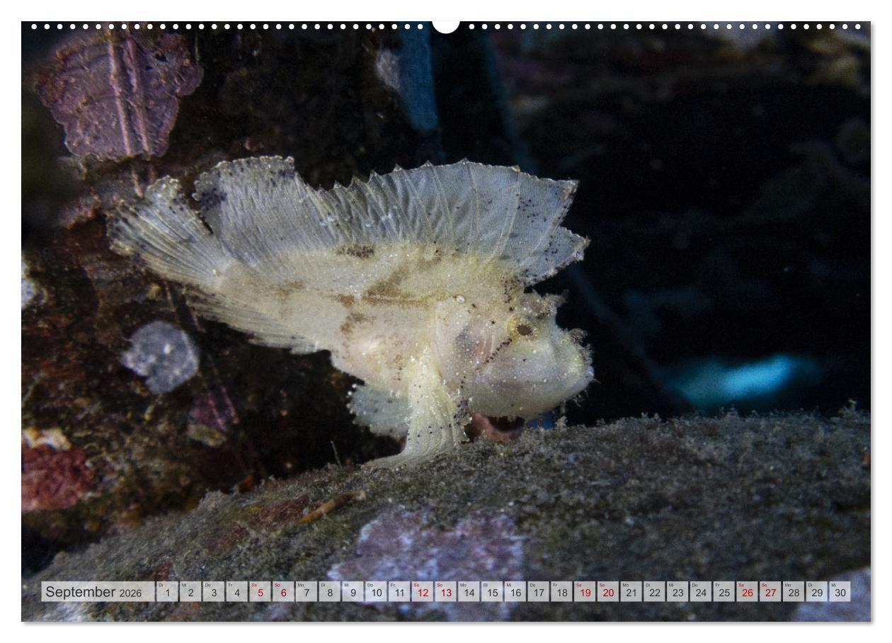 Beispielinhalt (Bild) Faszination blaue Unterwasserwelt (hochwertiger Premium Wandkalender 2026 DIN A2 quer), Kunstdruck in Hochglanz