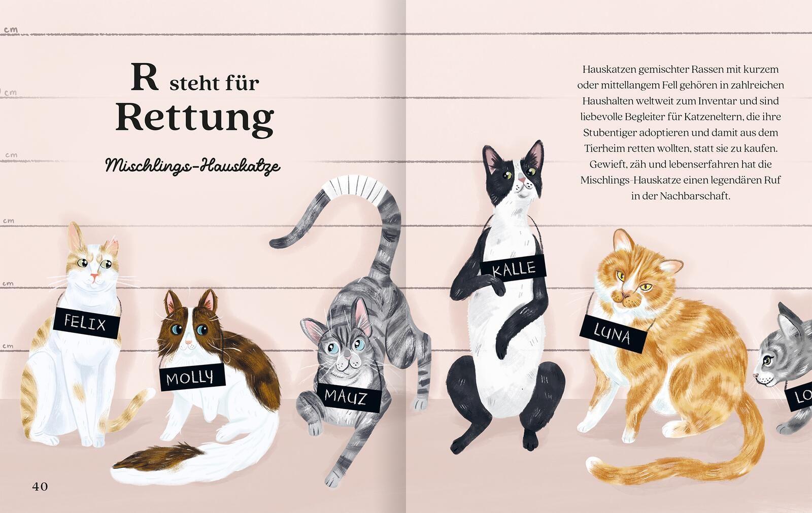 Beispielinhalt (Bild) Katzenalphabet
