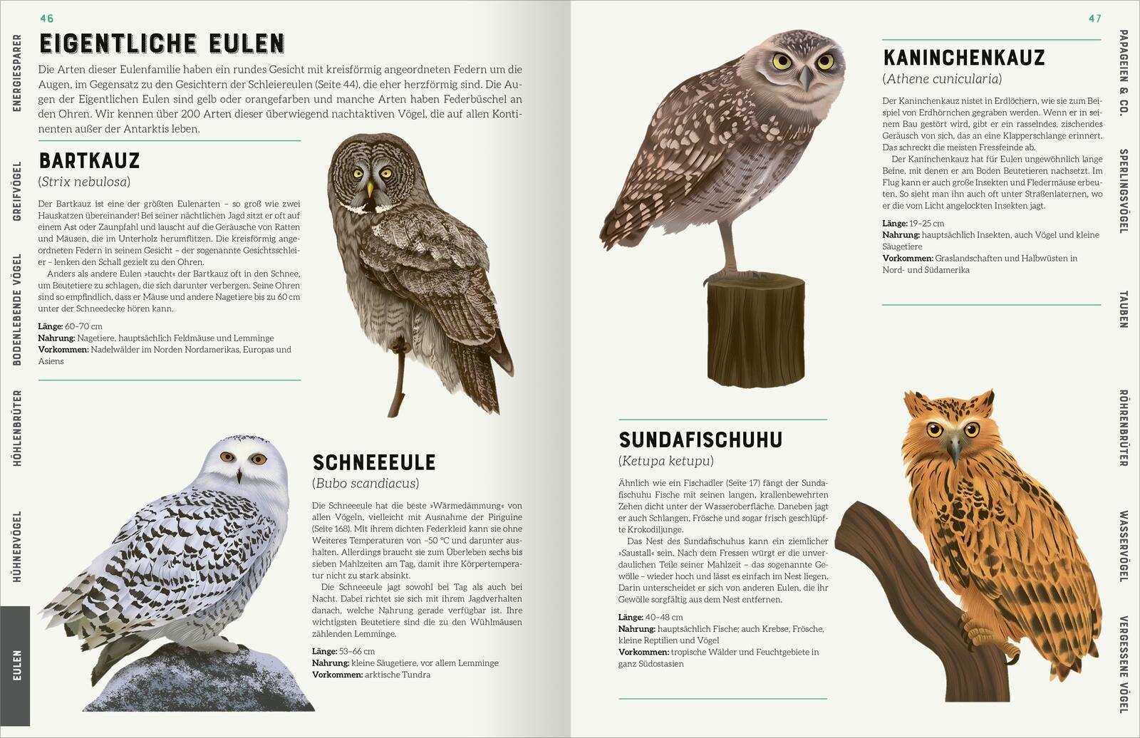 Beispielinhalt (Bild) Das große Lexikon der Vögel