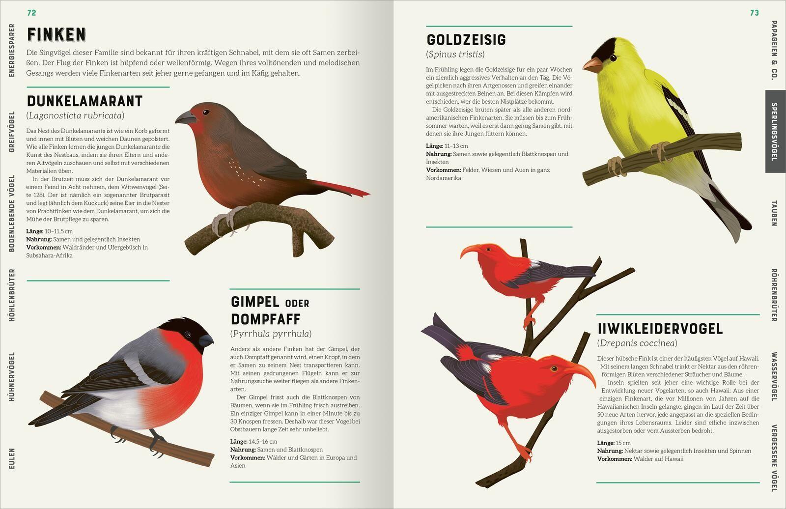 Beispielinhalt (Bild) Das große Lexikon der Vögel