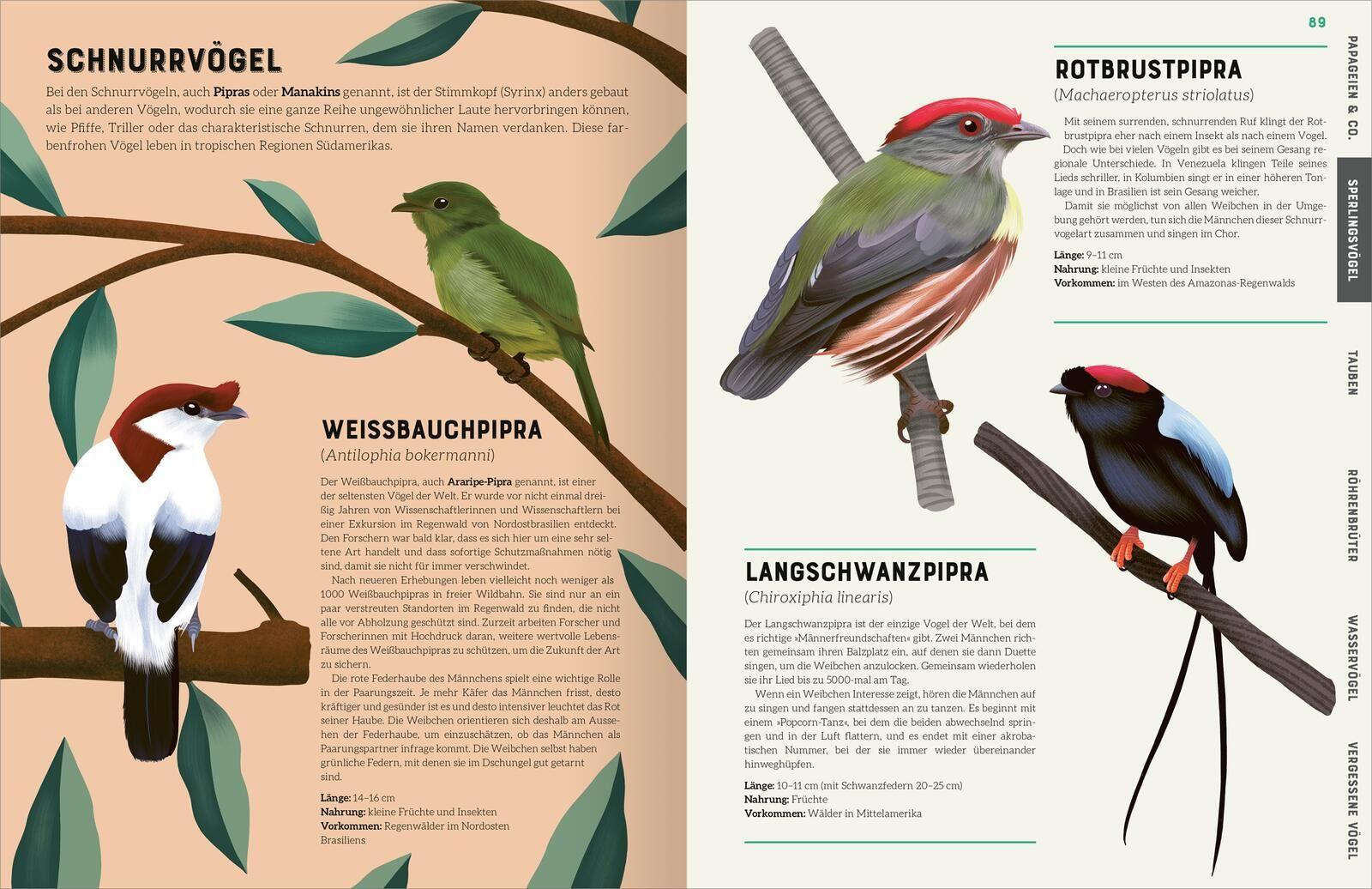 Beispielinhalt (Bild) Das große Lexikon der Vögel