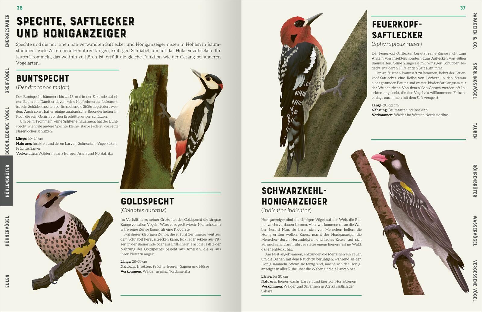 Beispielinhalt (Bild) Das große Lexikon der Vögel