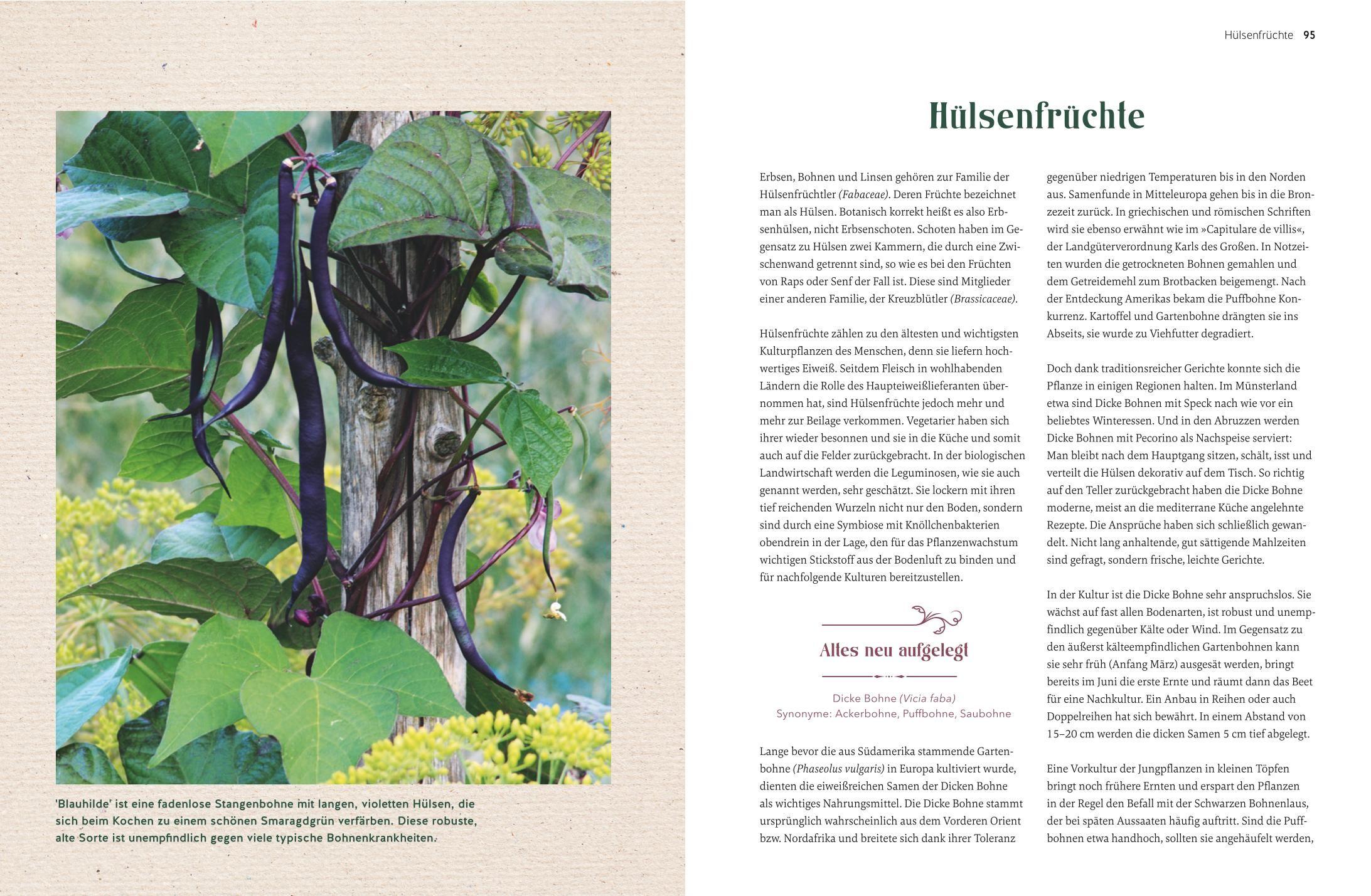 Beispielinhalt (Bild) Alte Gemüsepflanzen wiederentdeckt