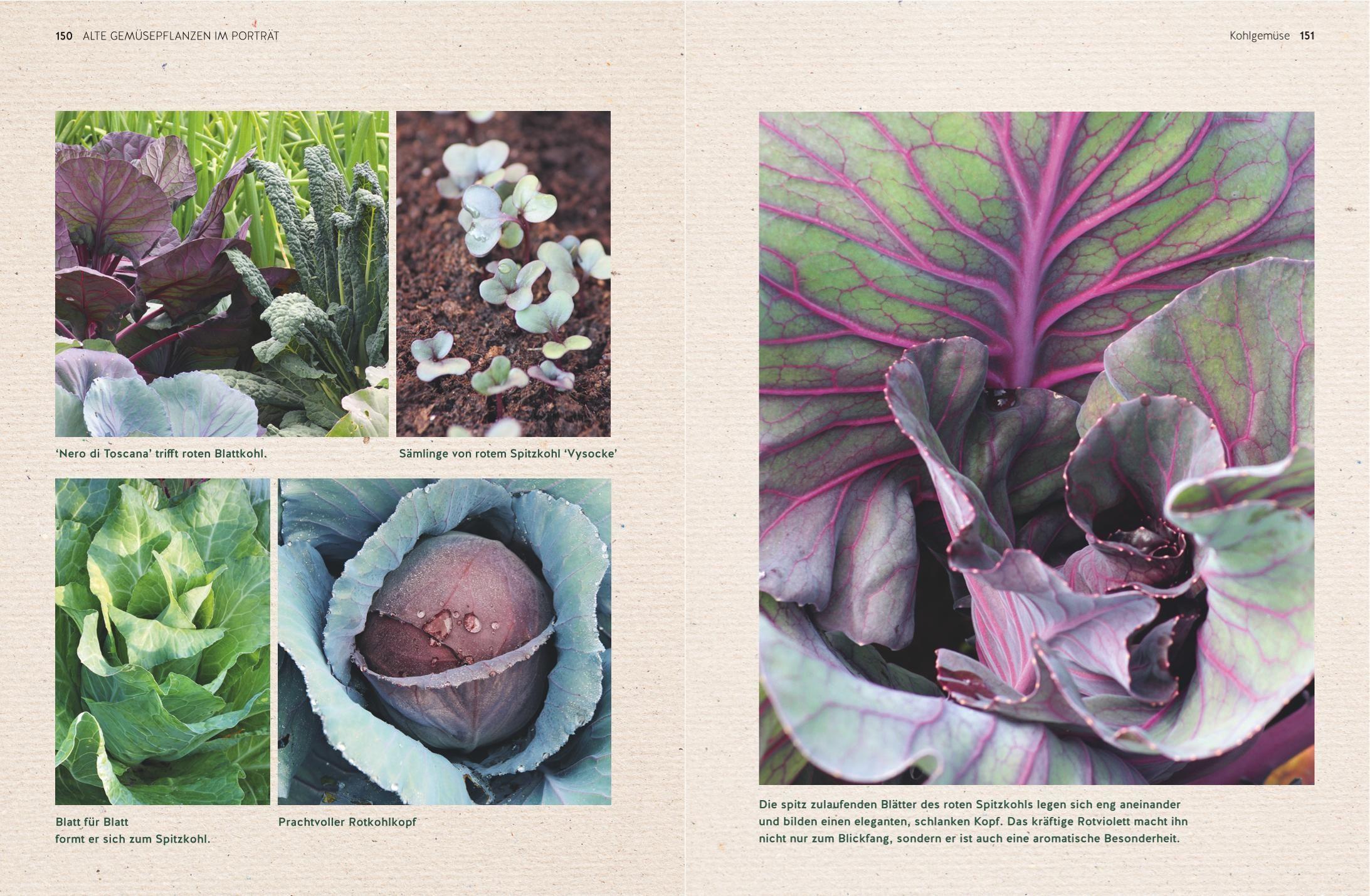 Beispielinhalt (Bild) Alte Gemüsepflanzen wiederentdeckt