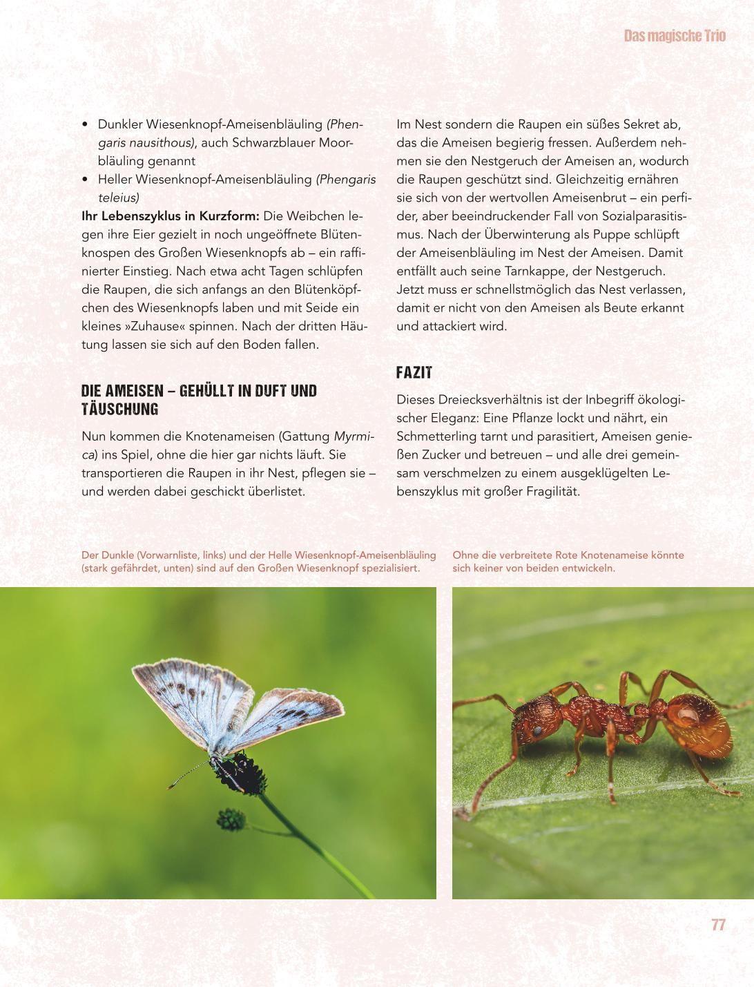 Beispielinhalt (Bild) Let's go wild!