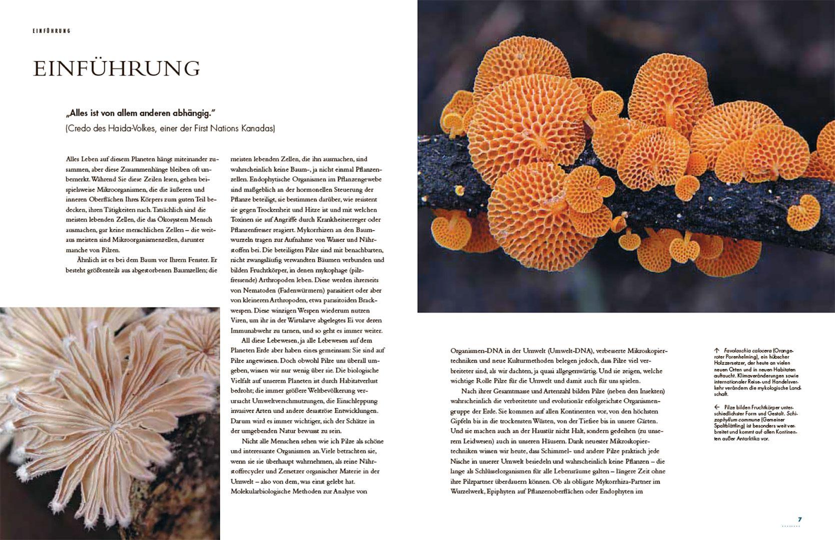 Beispielinhalt (Bild) Pilze