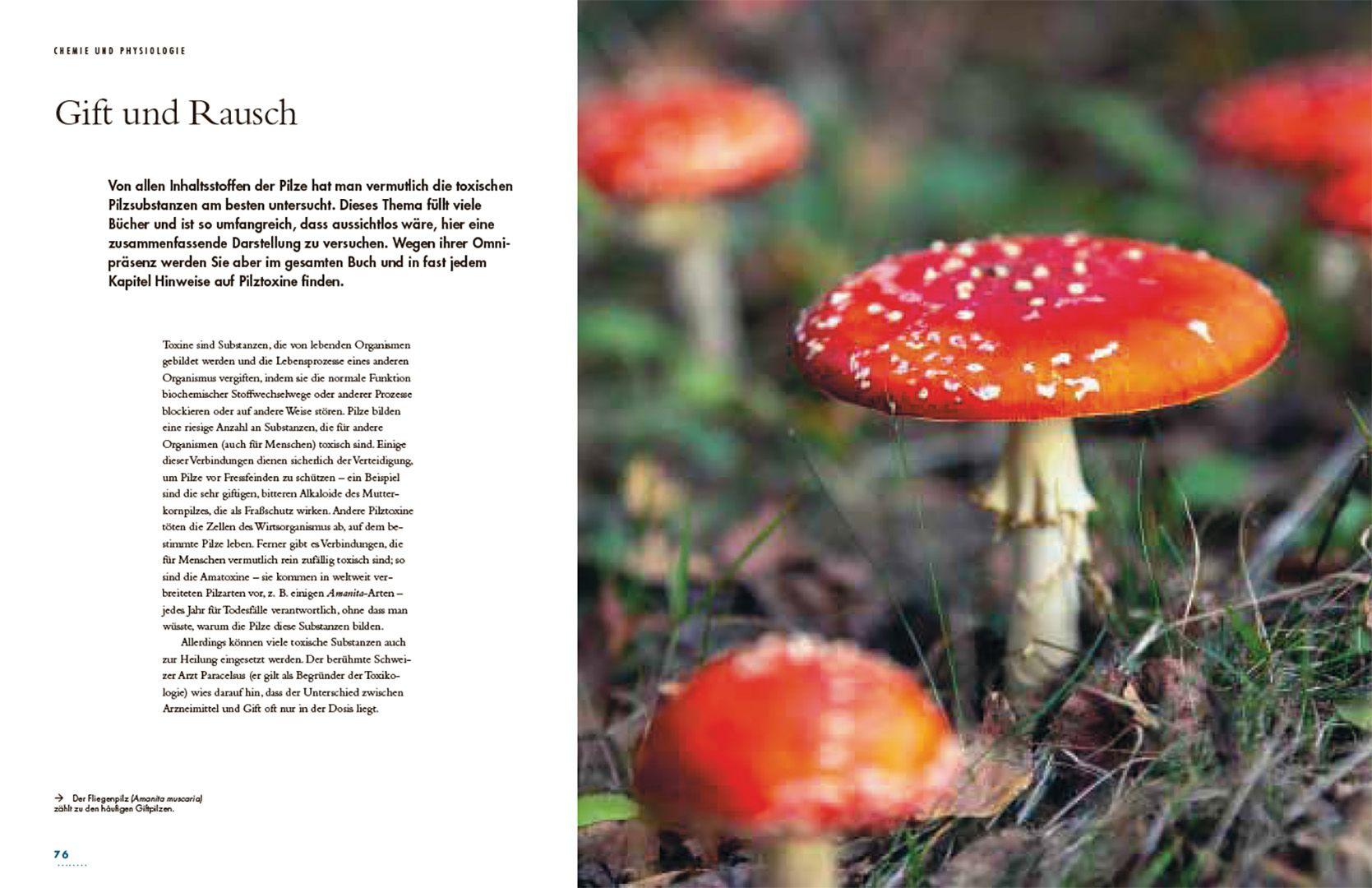 Beispielinhalt (Bild) Pilze