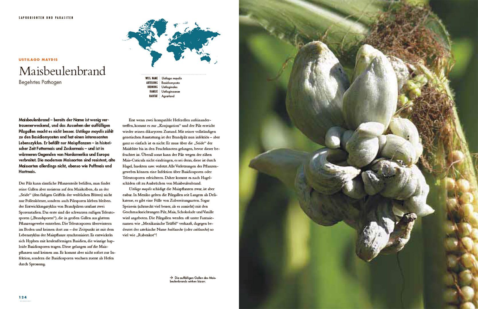 Beispielinhalt (Bild) Pilze