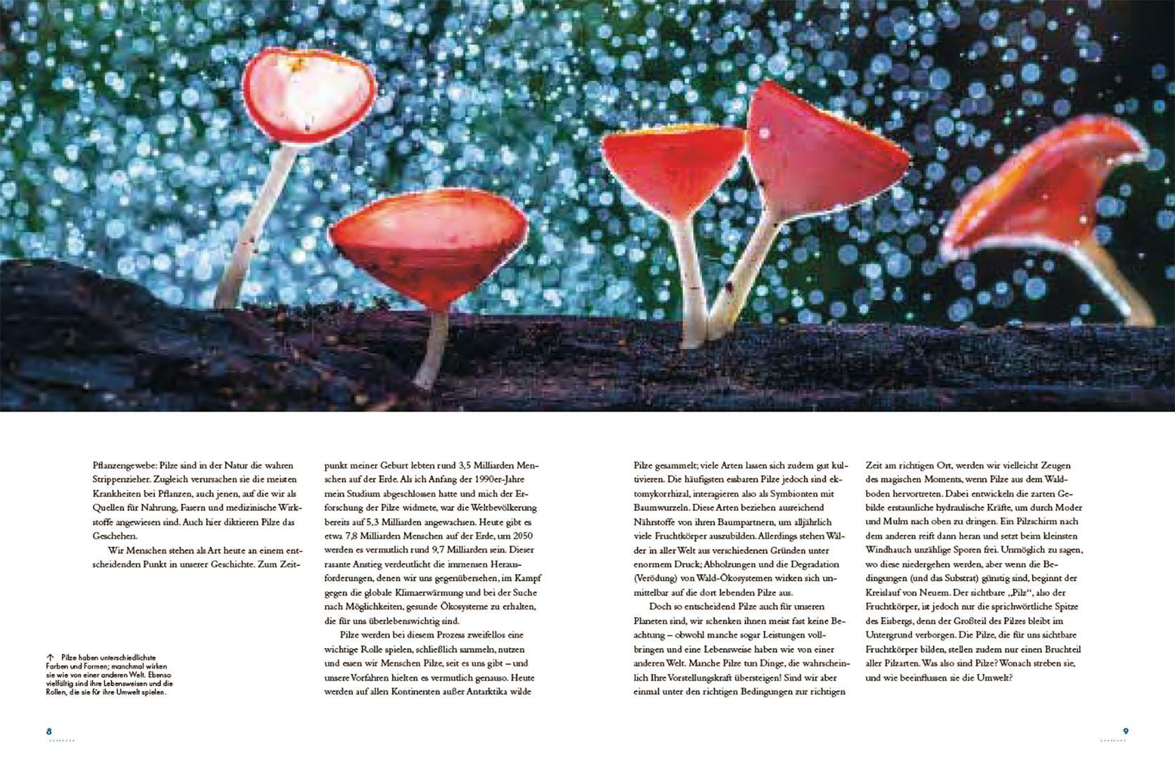 Beispielinhalt (Bild) Pilze