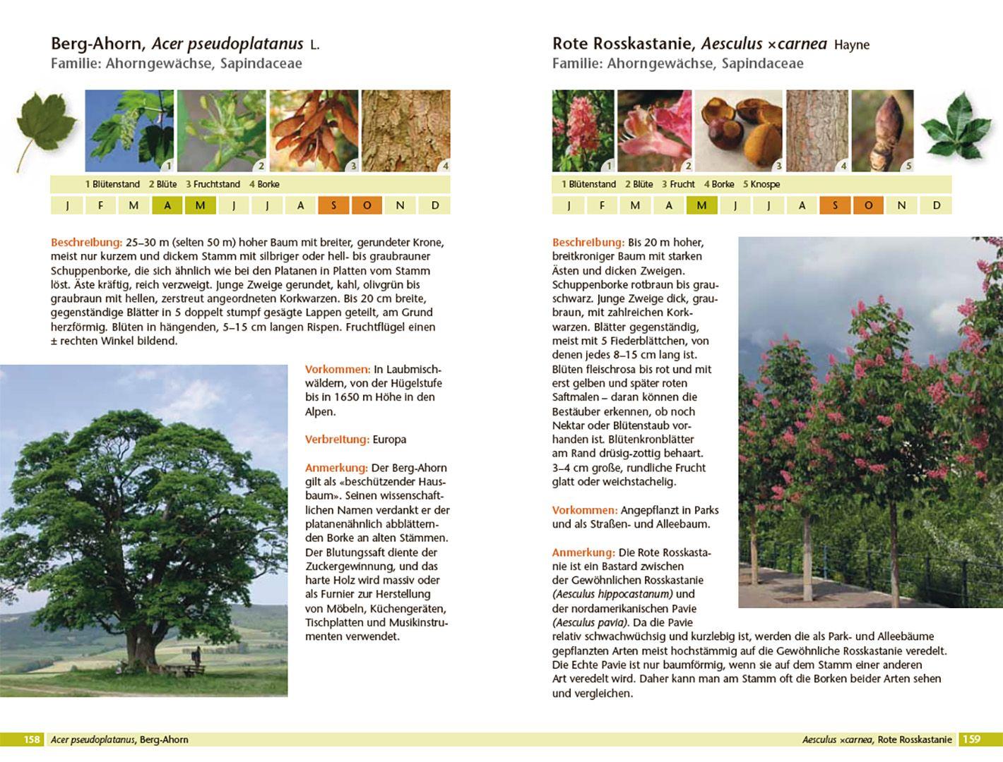 Beispielinhalt (Bild) Bäume bestimmen - Knospen, Blüten, Blätter, Früchte