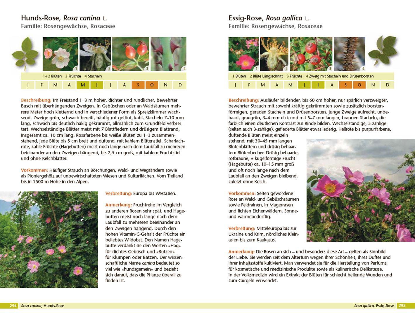 Beispielinhalt (Bild) Bäume bestimmen - Knospen, Blüten, Blätter, Früchte