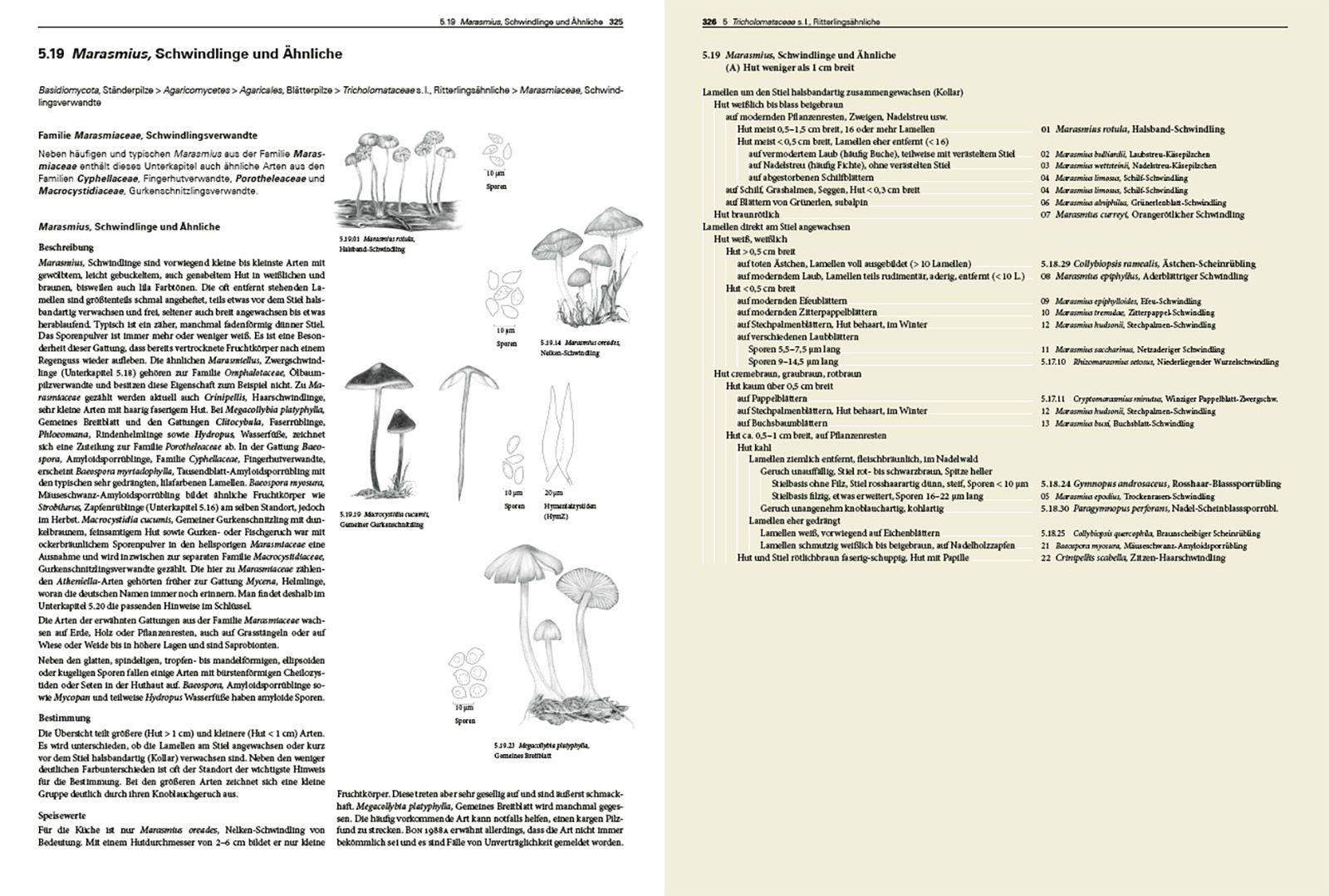 Beispielinhalt (Bild) Pilze Mitteleuropas