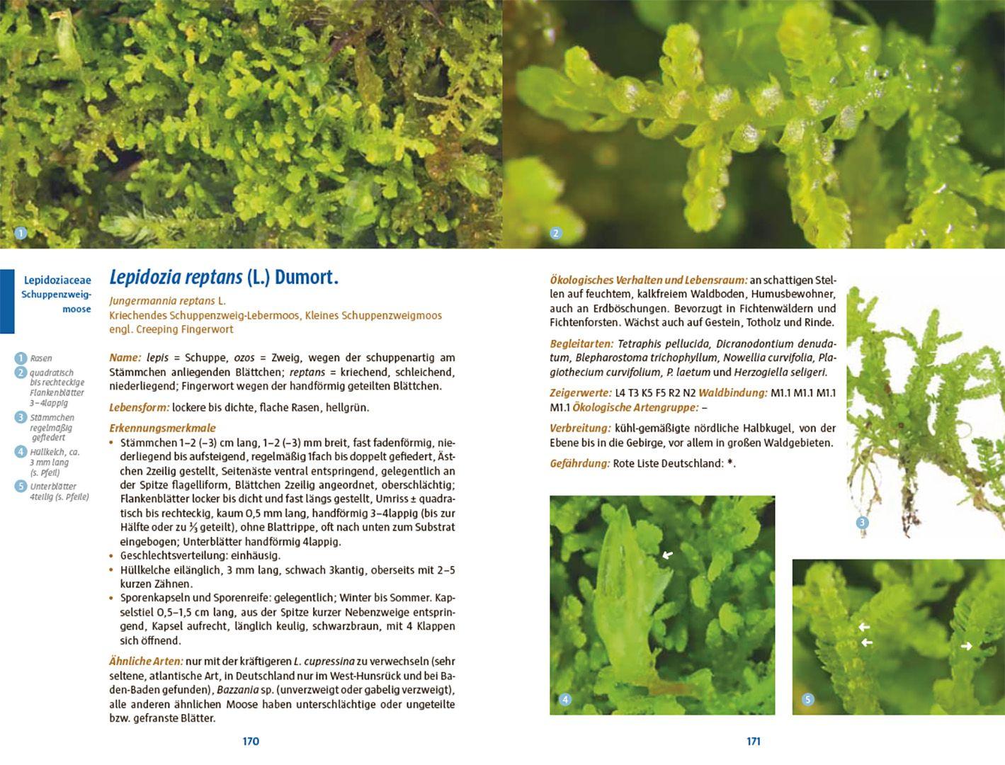 Beispielinhalt (Bild) Moose des Waldbodens