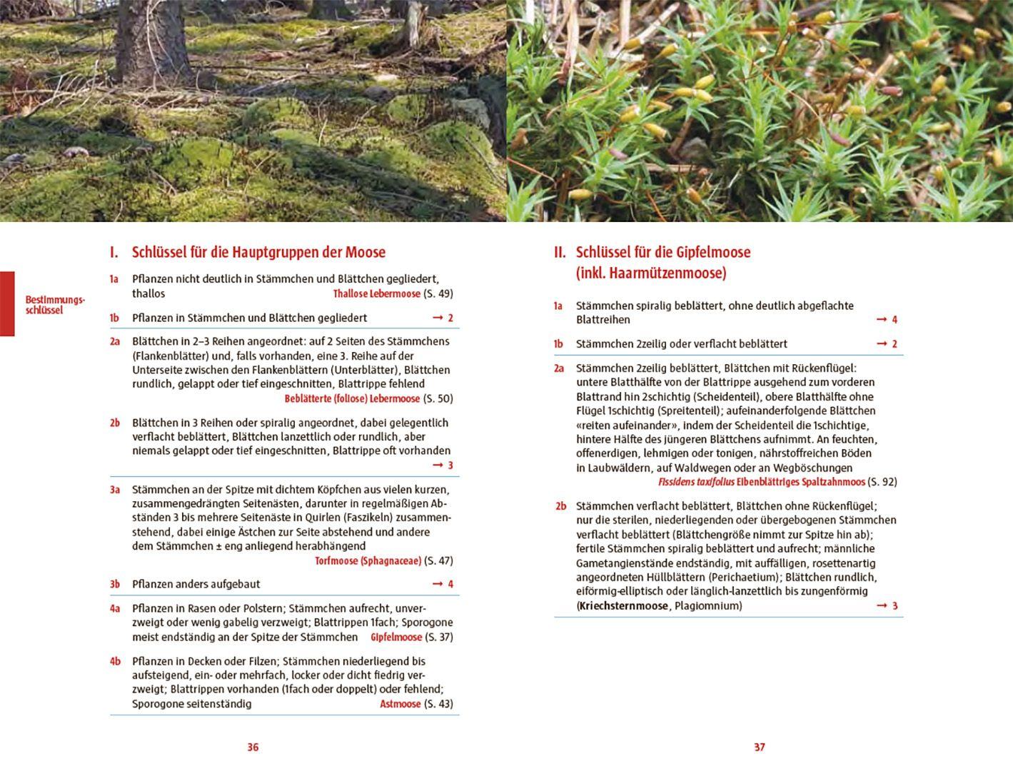 Beispielinhalt (Bild) Moose des Waldbodens