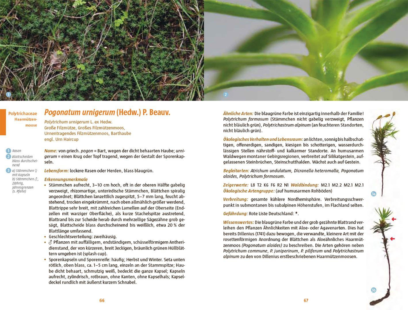 Beispielinhalt (Bild) Moose des Waldbodens