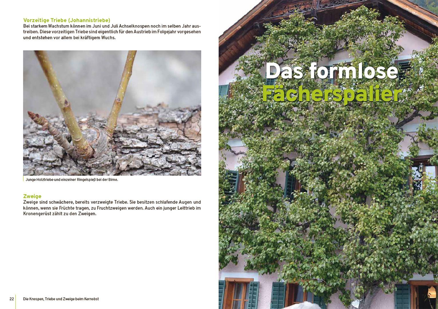 Beispielinhalt (Bild) Spalierobst