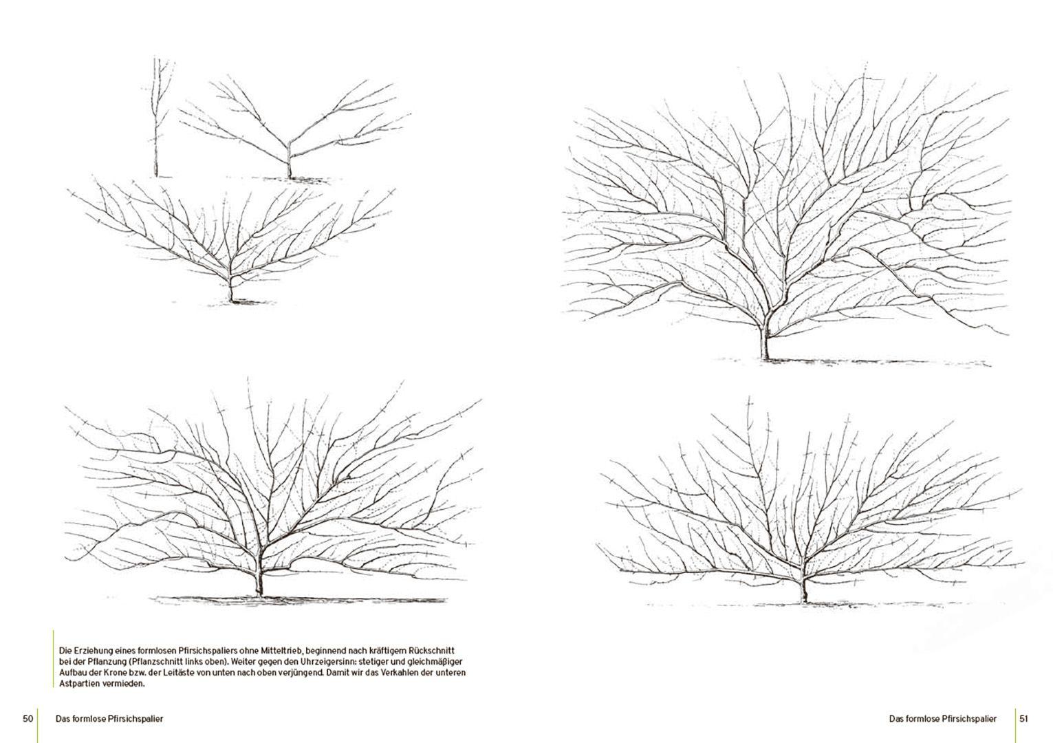Beispielinhalt (Bild) Spalierobst