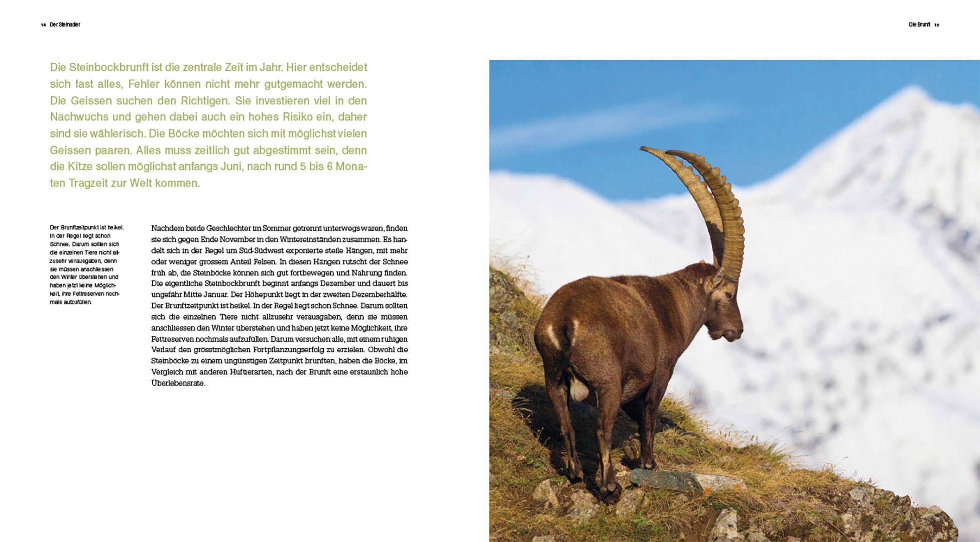 Beispielinhalt (Bild) Der Steinbock
