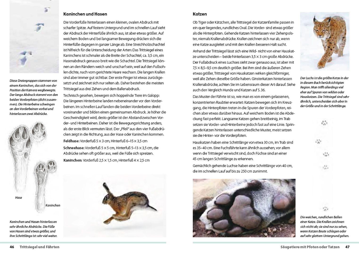 Beispielinhalt (Bild) Fährten lesen und Spuren suchen