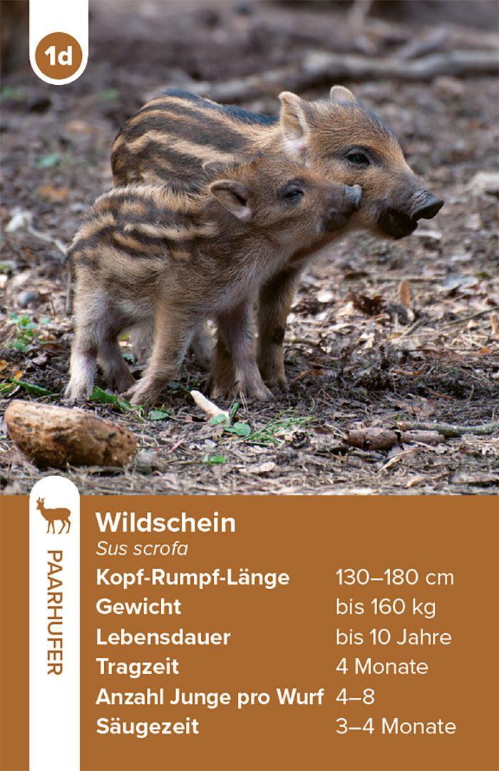 Beispielinhalt (Bild) Einheimische Säugetiere - das Quartett-Spiel