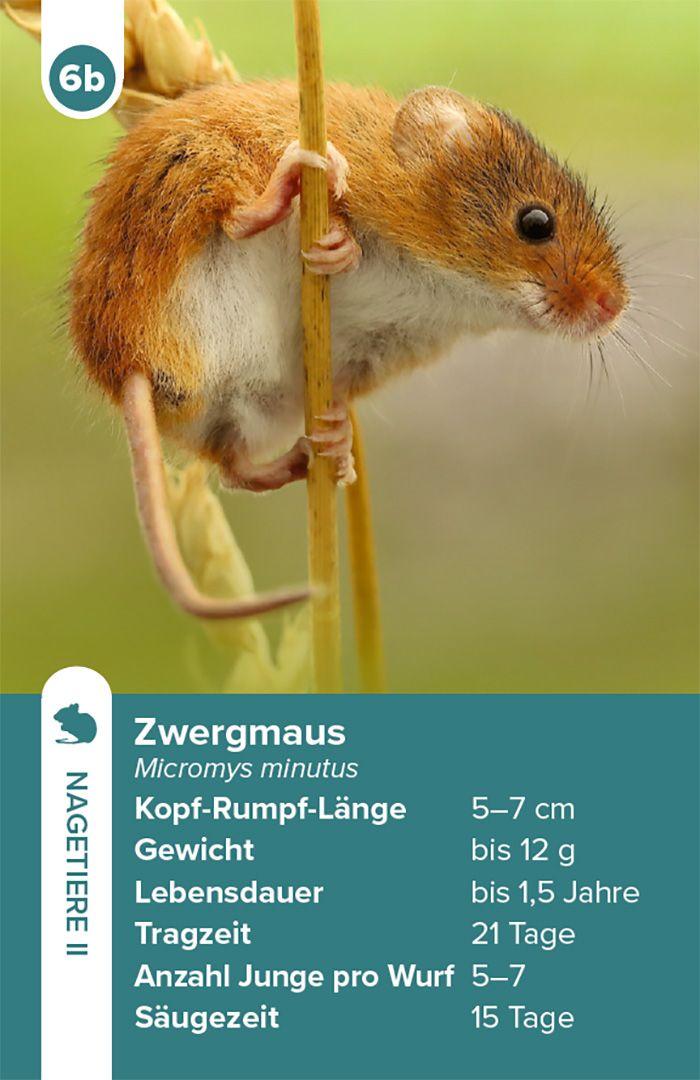 Beispielinhalt (Bild) Einheimische Säugetiere - das Quartett-Spiel