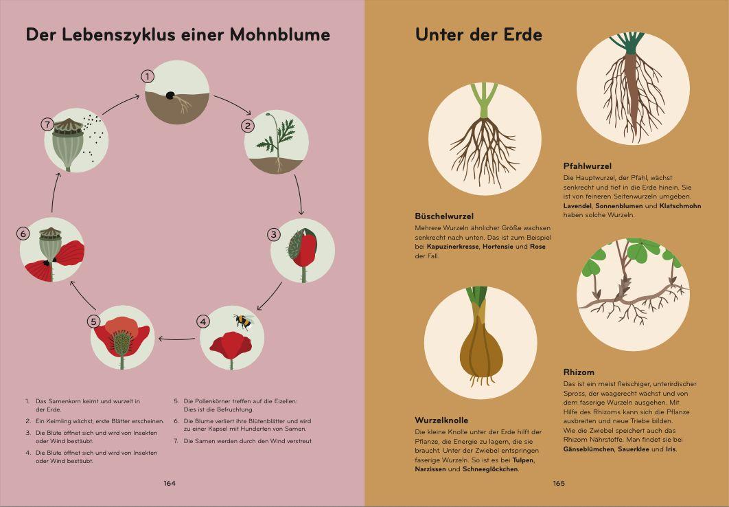 Beispielinhalt (Bild) Florama