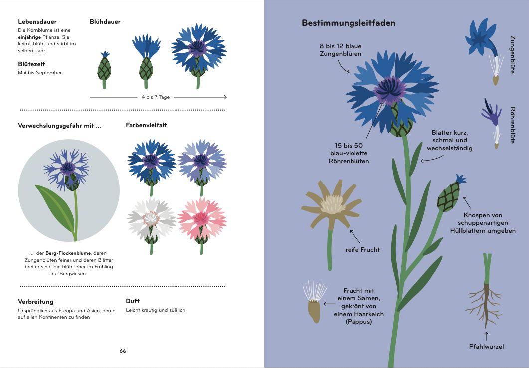 Beispielinhalt (Bild) Florama