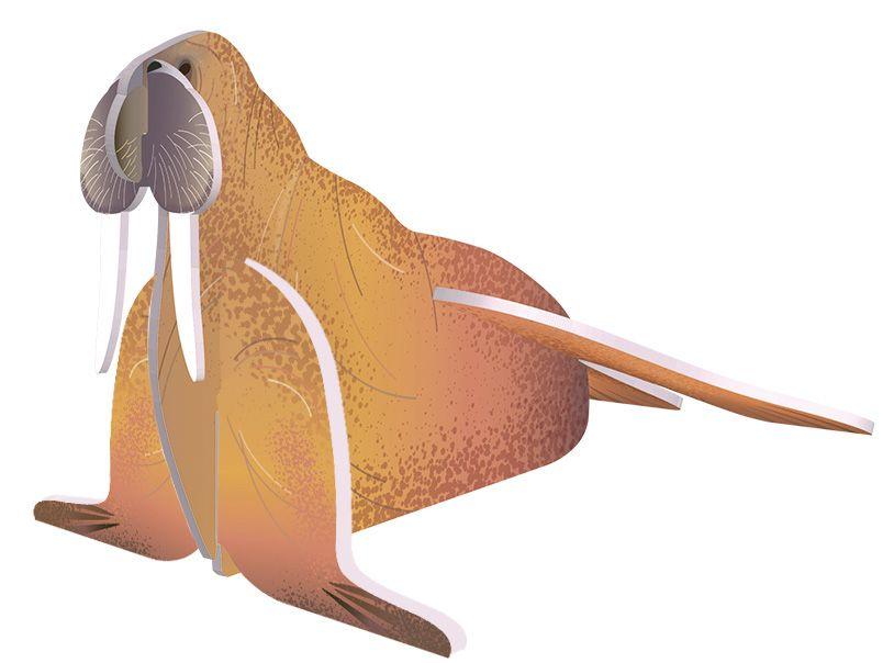 Beispielinhalt (Bild) Zusammenstecken und Entdecken: Meerestiere