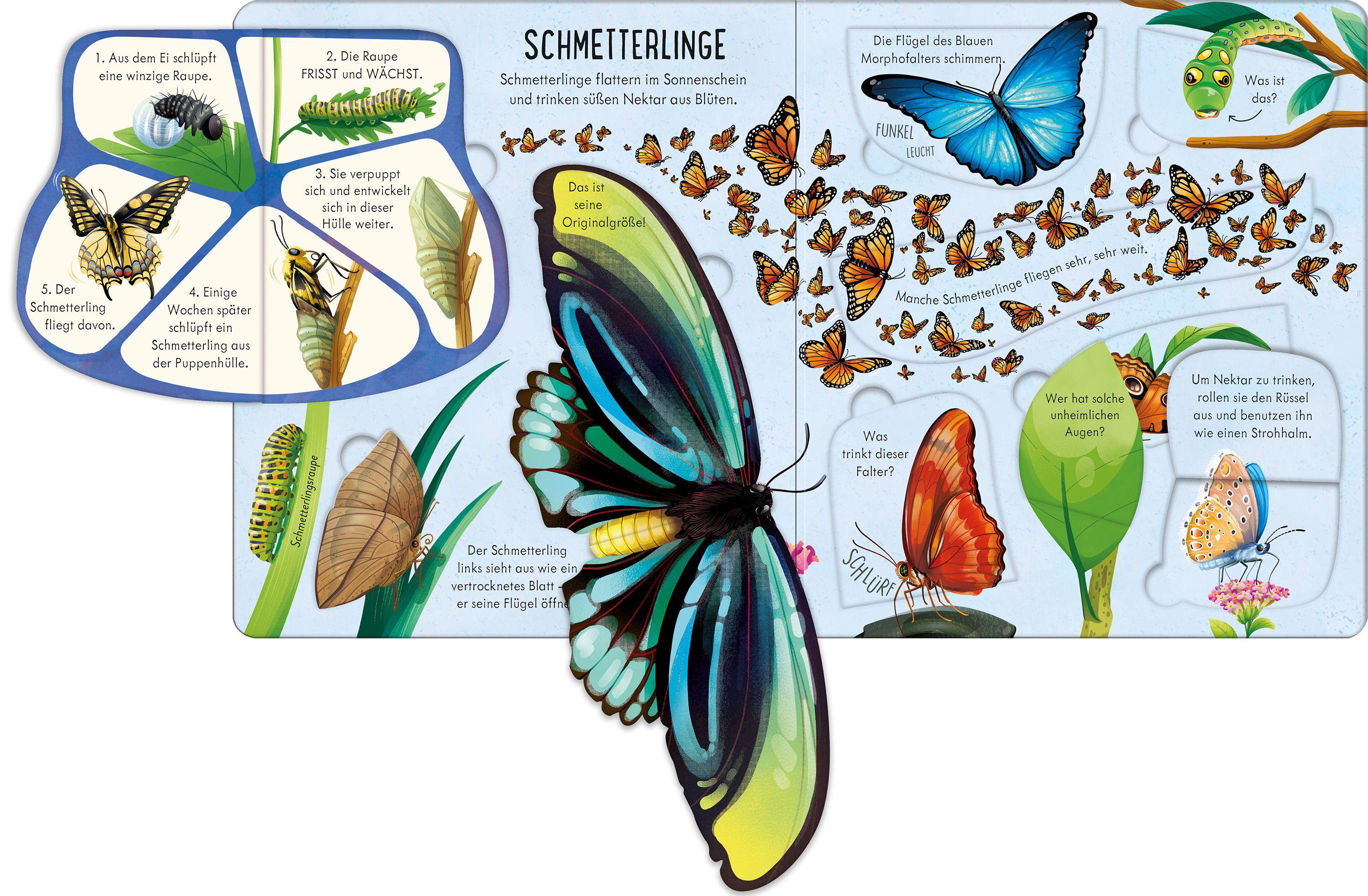 Beispielinhalt (Bild) Aufklappen und Entdecken: Das Leben der Krabbeltiere