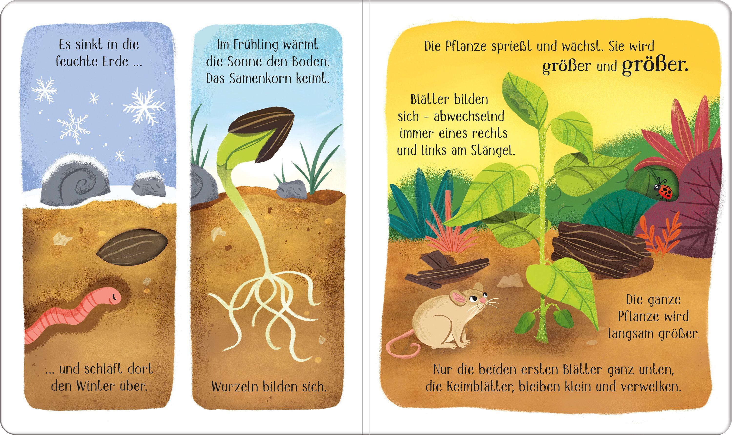 Beispielinhalt (Bild) Schau mal, wie ich wachse! Vom Samenkorn zur Blume