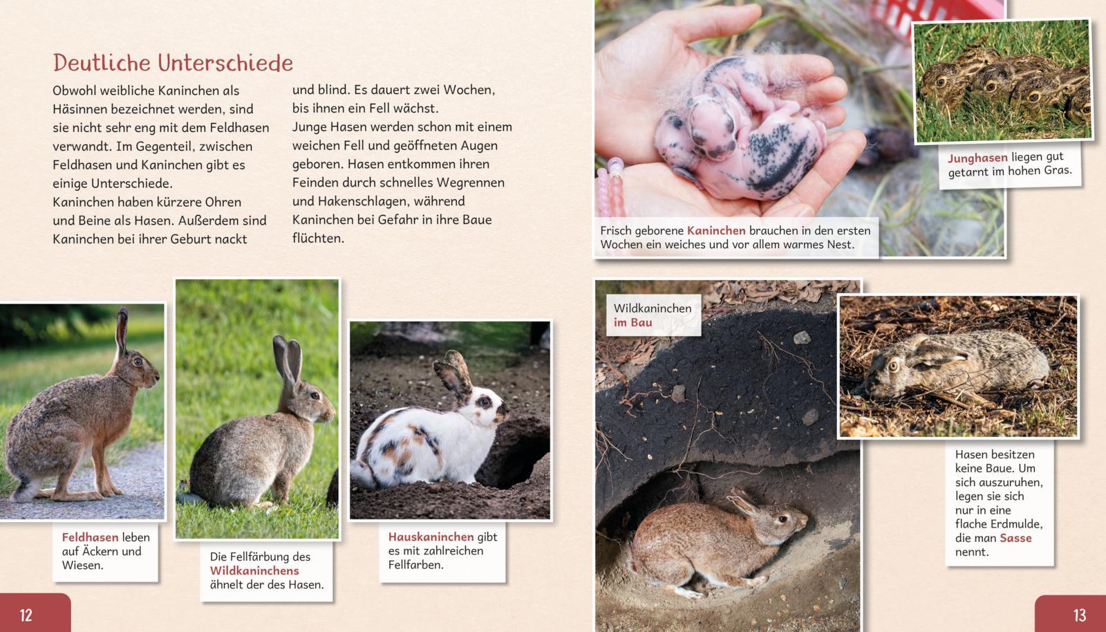 Beispielinhalt (Bild) Meine große Tierbibliothek: Das Kaninchen