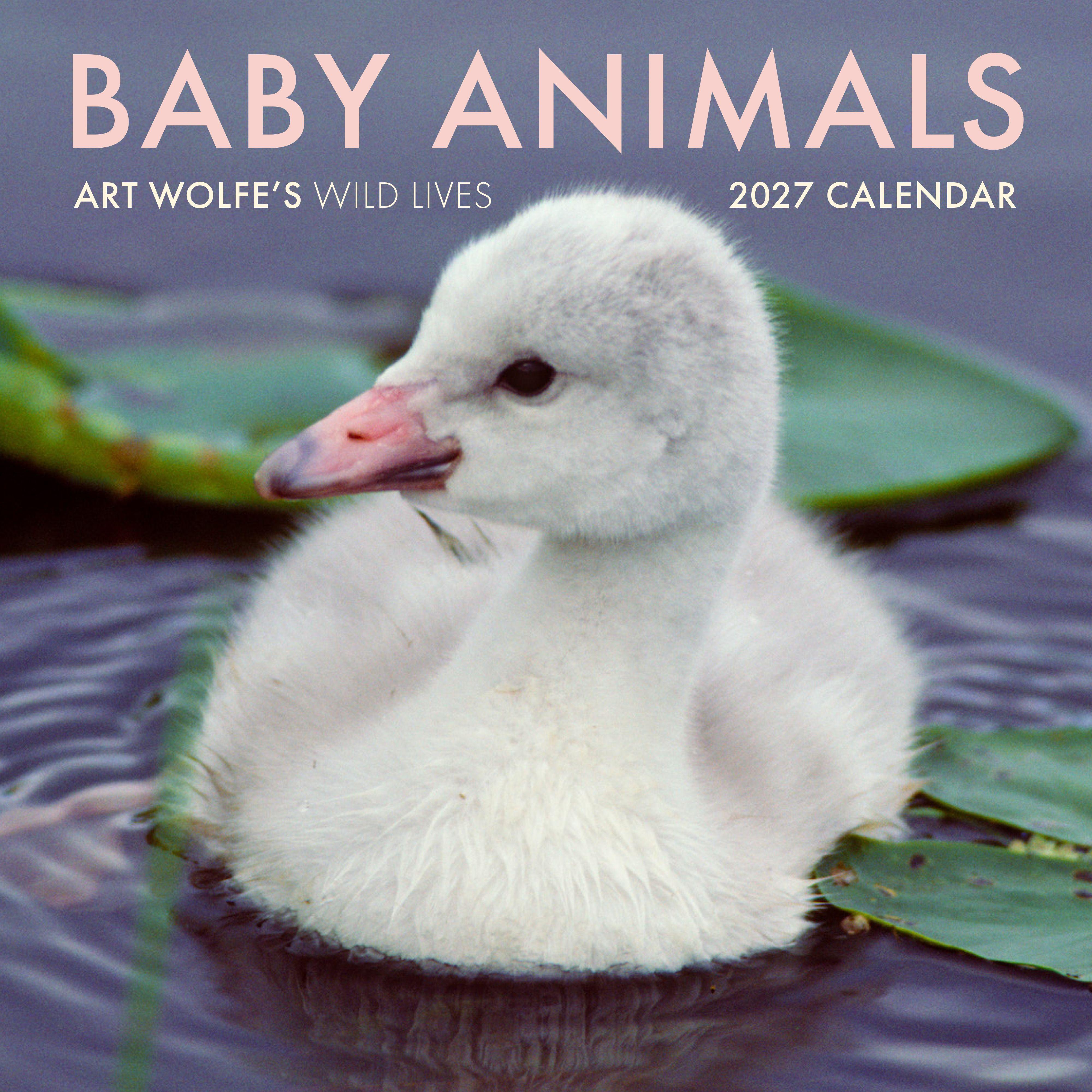 Vorderes Coverbild 2027 Baby Animals Wall Calendar