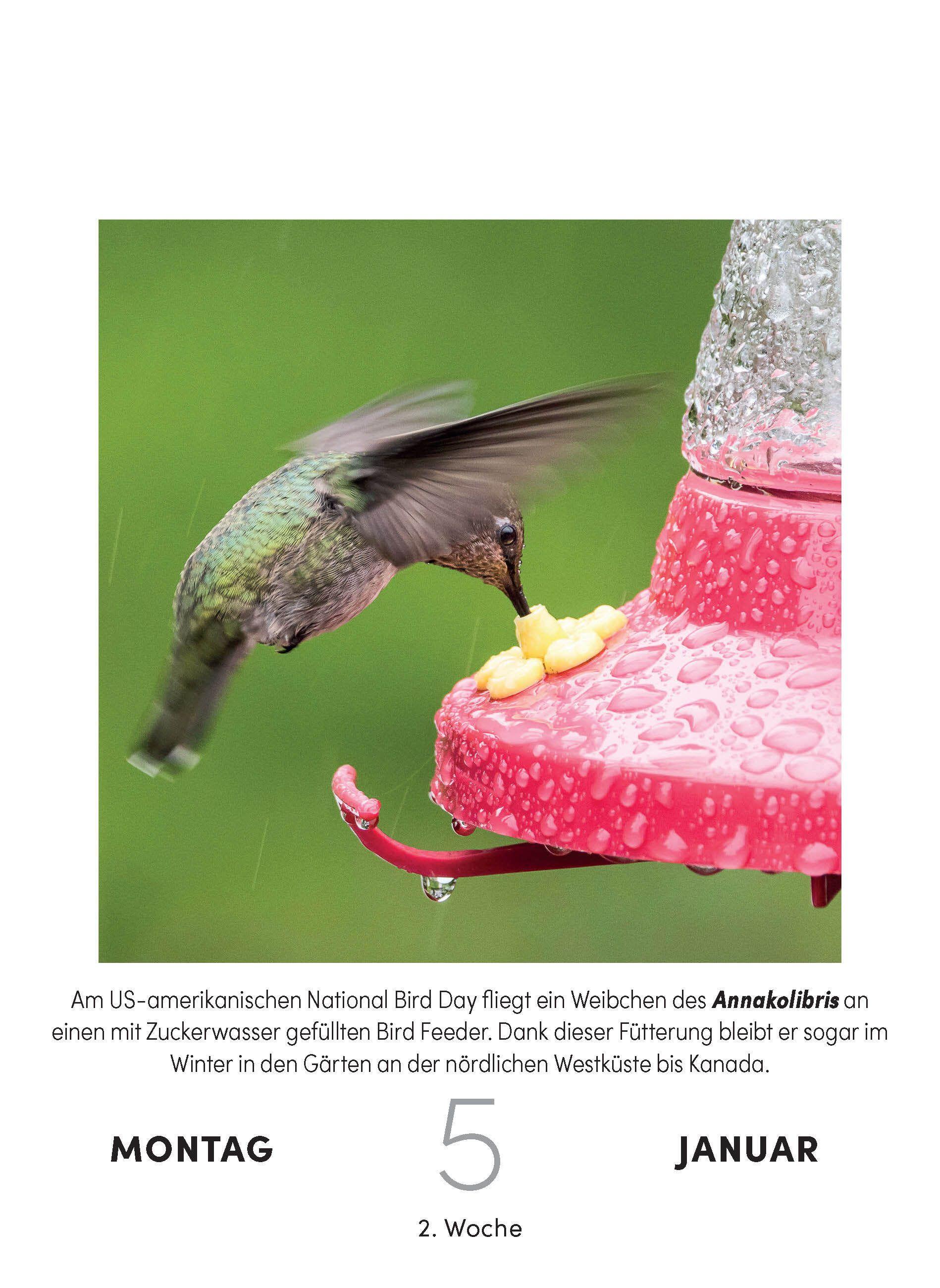 Beispielinhalt (Bild) Vogelkalender 2027 - Tagesabreißkalender zum Aufstellen oder Aufhängen