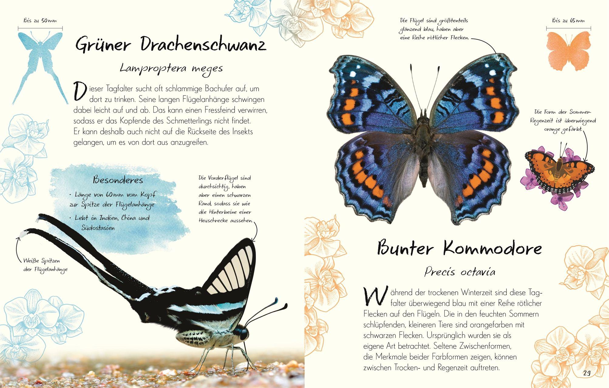 Beispielinhalt (Bild) Wundervolle Welt - Kleine Schätze. Schmetterlinge