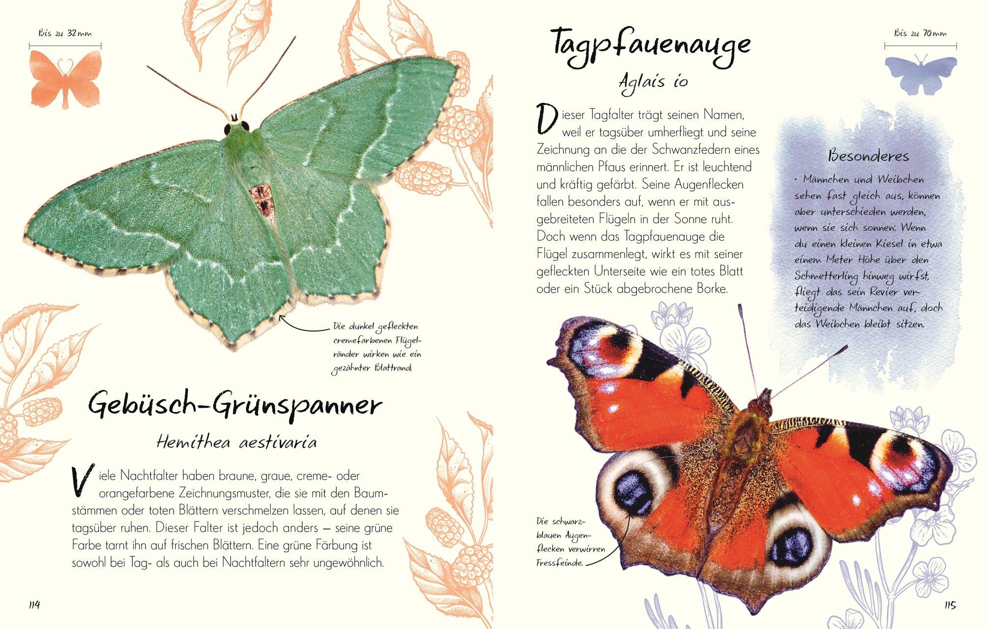 Beispielinhalt (Bild) Wundervolle Welt - Kleine Schätze. Schmetterlinge