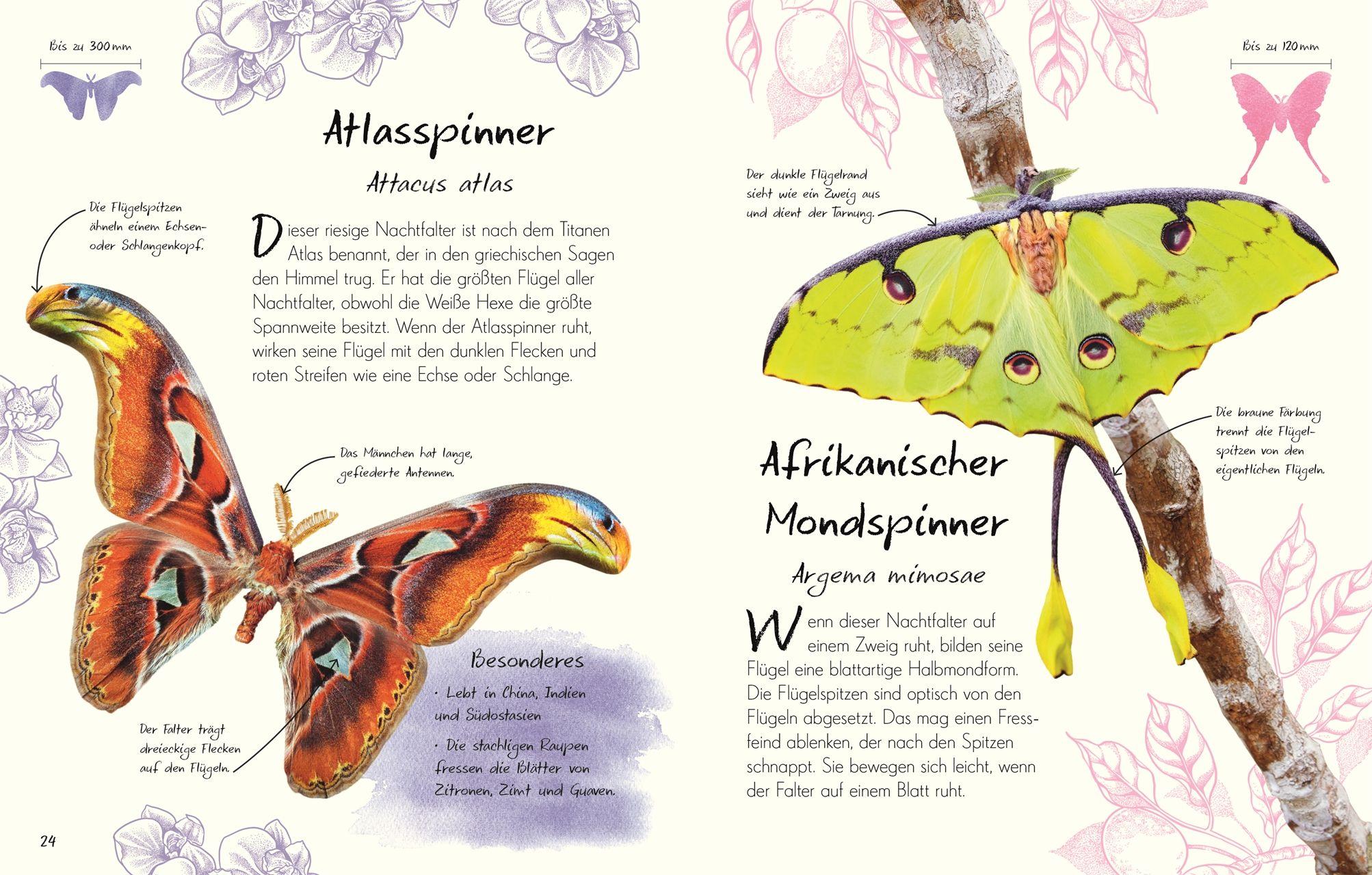 Beispielinhalt (Bild) Wundervolle Welt - Kleine Schätze. Schmetterlinge