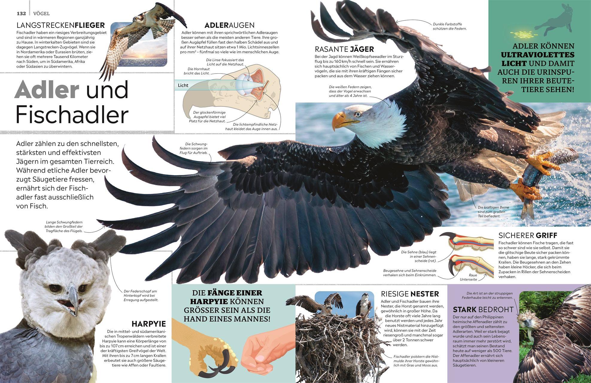 Beispielinhalt (Bild) memo Wissen. Tiere